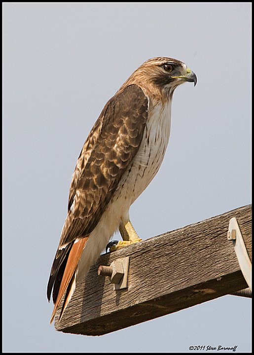 _1SB6434 red-tailed hawk.jpg